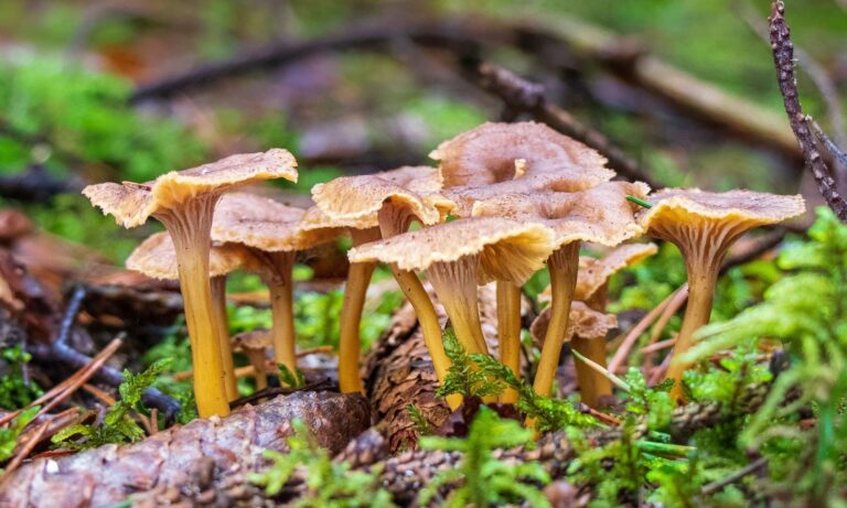 chanterelle
